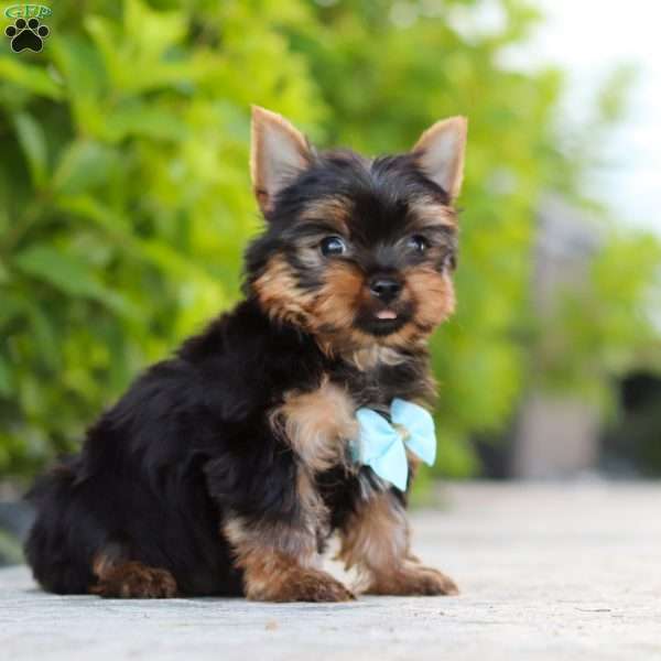 Mitchell, Yorkie Puppy